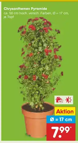 Netto Marken-Discount Chrysanthemen pyramide Angebot