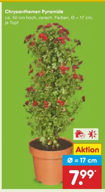 Netto Marken-Discount Chrysanthemen pyramide Angebot