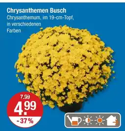 V Markt Chrysanthemen busch Angebot