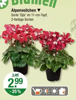 V Markt Alpenveilchen Angebot