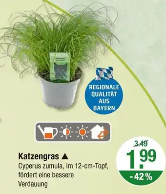 V Markt Katzengras Angebot