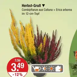 V Markt Herbst-gruß Angebot