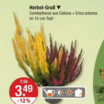 V Markt Herbst-gruß Angebot