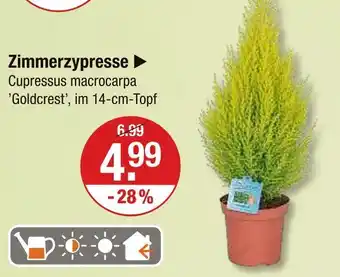 V Markt Zimmerzypresse Angebot