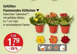 V Markt Gefülltes flammendes käthchen Angebot