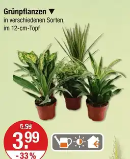 V Markt Grünpflanzen Angebot
