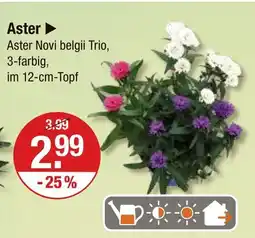 V Markt Aster novi belgii trio Angebot