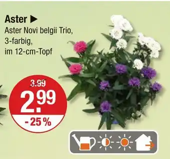 V Markt Aster novi belgii trio Angebot