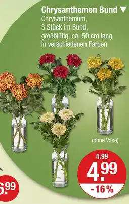 V Markt Chrysanthemen bund Angebot