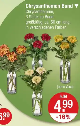 V Markt Chrysanthemen bund Angebot