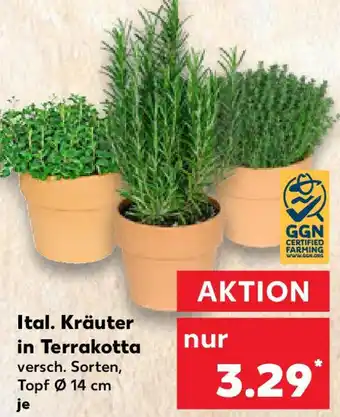 Kaufland Ital. Kräuter in Terrakotta Angebot