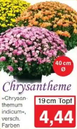 Jawoll Chrysantheme Angebot