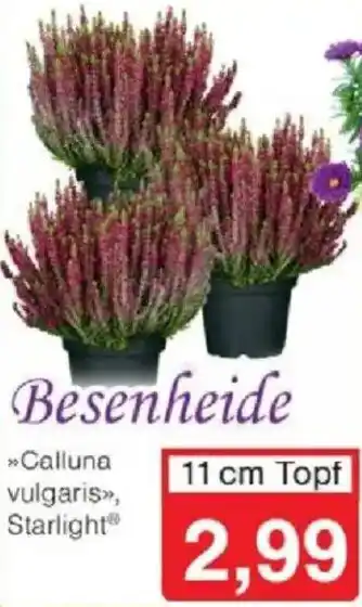Jawoll Besenheide Angebot