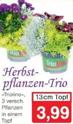 Jawoll Herbst- pflanzen-Trio Angebot