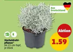 PENNY Stacheldrahtpflanze Angebot