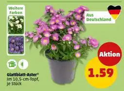 PENNY Glattblatt-Aster Angebot