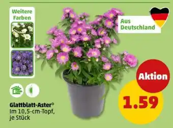 PENNY Glattblatt-Aster Angebot