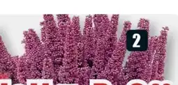B1 Discount Baumarkt Glockenheide Beauty Queens Angebot