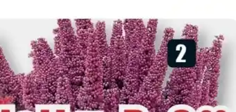 B1 Discount Baumarkt Glockenheide Beauty Queens Angebot