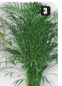 B1 Discount Baumarkt Areca-Palme Angebot