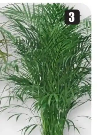 B1 Discount Baumarkt Areca-Palme Angebot