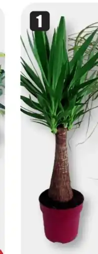 B1 Discount Baumarkt Yucca Maya Tree Angebot