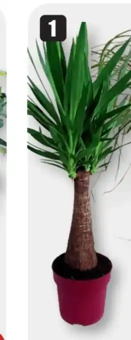 B1 Discount Baumarkt Yucca Maya Tree Angebot