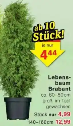 Jawoll Lebensbaum Brabant Angebot