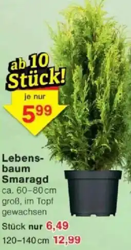Jawoll Lebensbaum Smaragd Angebot