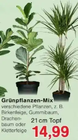 Jawoll Grünpflanzen-Mix Angebot