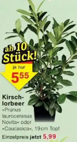 Jawoll Kirschlorbeer Angebot
