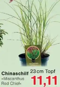 Jawoll Chinaschilf Angebot