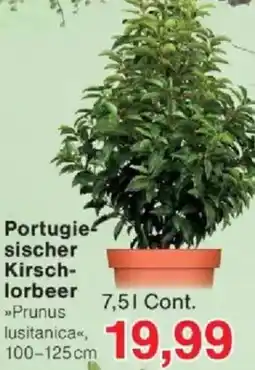 Jawoll Portugiesischer Kirschlorbeer Angebot