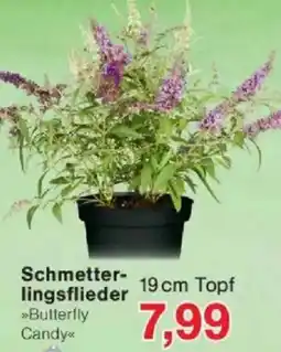 Jawoll Schmetterlingsflieder Angebot
