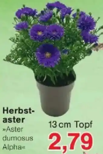 Jawoll Herbstaster Angebot
