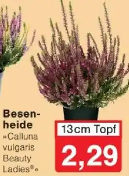 Jawoll Besenheide Angebot