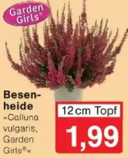 Jawoll Garden Girls Besenheide Angebot