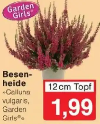 Jawoll Garden Girls Besenheide Angebot