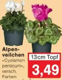 Jawoll Alpenveilchen Angebot