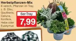 Jawoll Herbstpflanzen-Mix Angebot