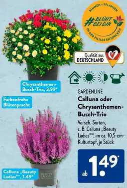 Aldi Süd GARDENLINE Calluna oder Chrysanthemen Busch-Trio Angebot