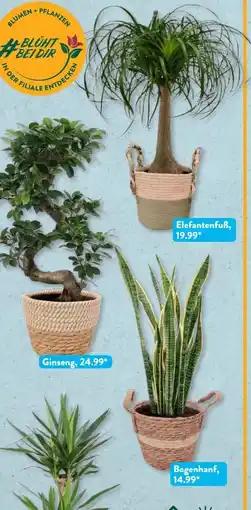 Aldi Süd Gardenline Grünpflanze Angebot