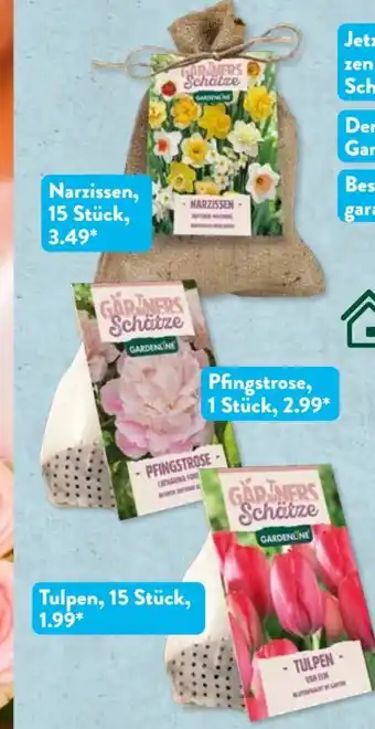 Aldi Süd Gärtners Schätze Blumenzwiebeln Angebot