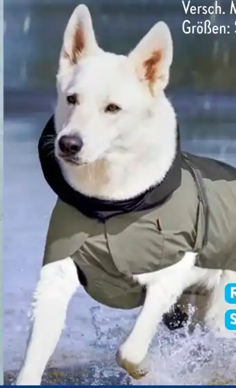 Aldi Süd Martin Rütter Hunde-Regenmantel Angebot