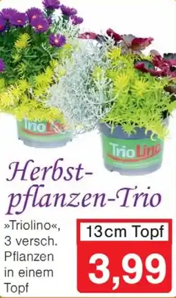 Wiglo Wunderland Herbstpflanzen-Trio Angebot