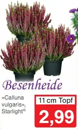 Wiglo Wunderland Besenheide Angebot