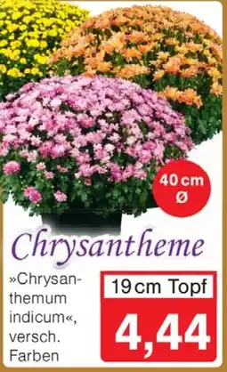 Wiglo Wunderland Chrysantheme Angebot