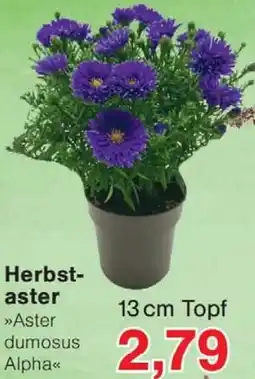 Wiglo Wunderland Herbstaster Angebot