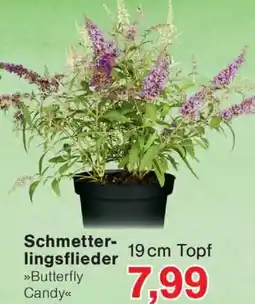 Wiglo Wunderland Schmetterlingsflieder Angebot