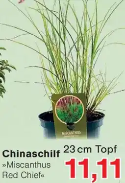 Wiglo Wunderland Chinaschilf Angebot